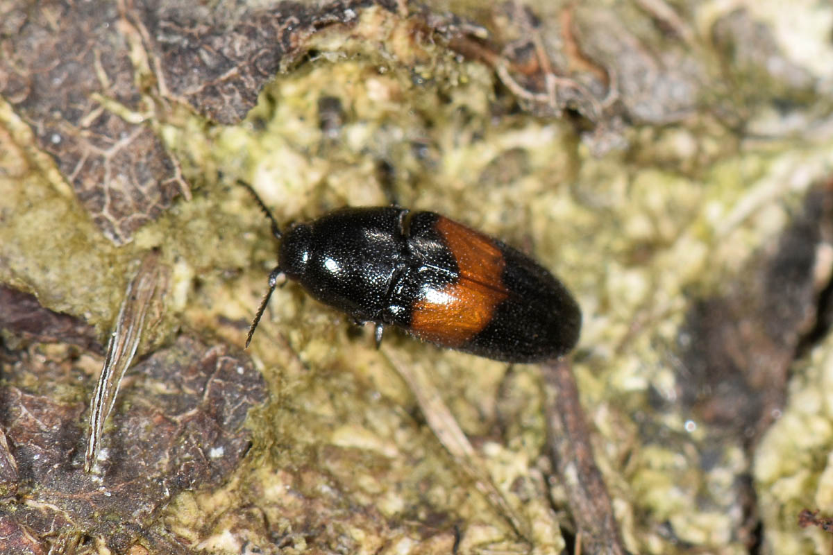 Lissomidae:  Drapetes mordelloides